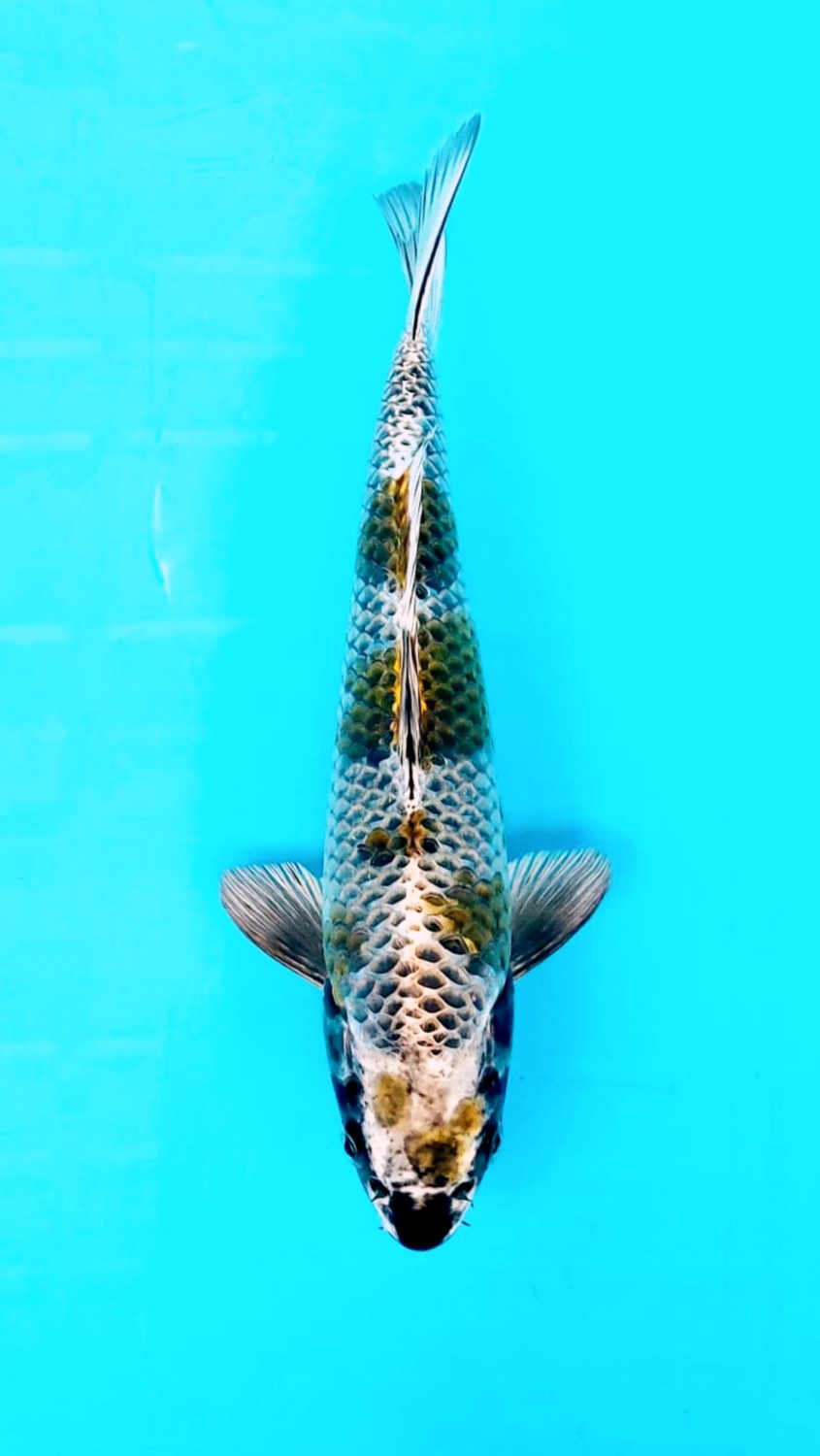 Juara 5