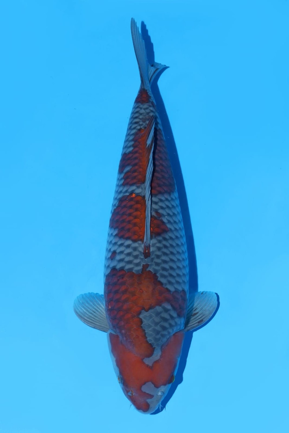 Juara 1