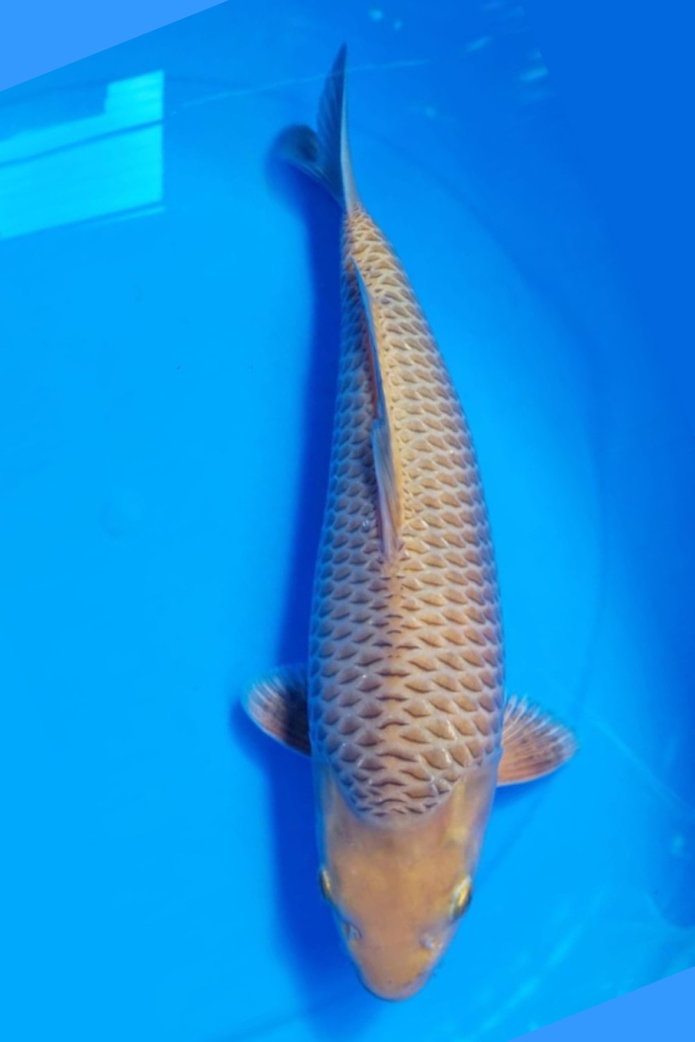 Juara 3