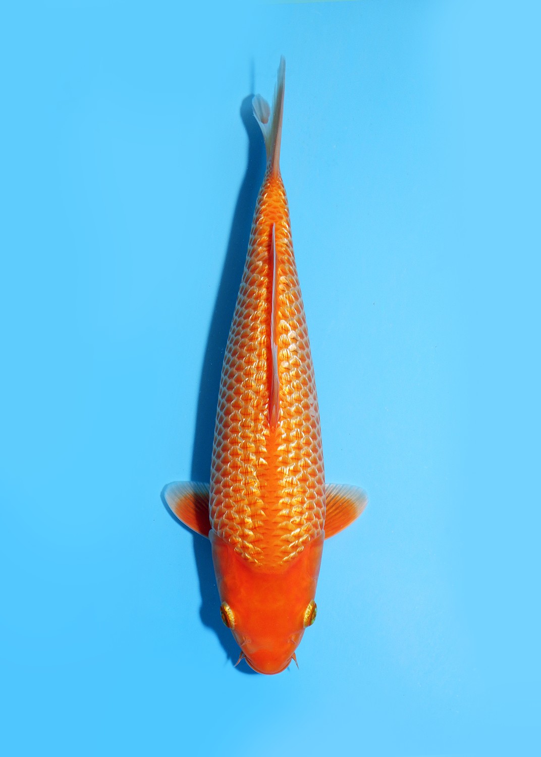 E. Kamboja Prize 26 - 30 cm