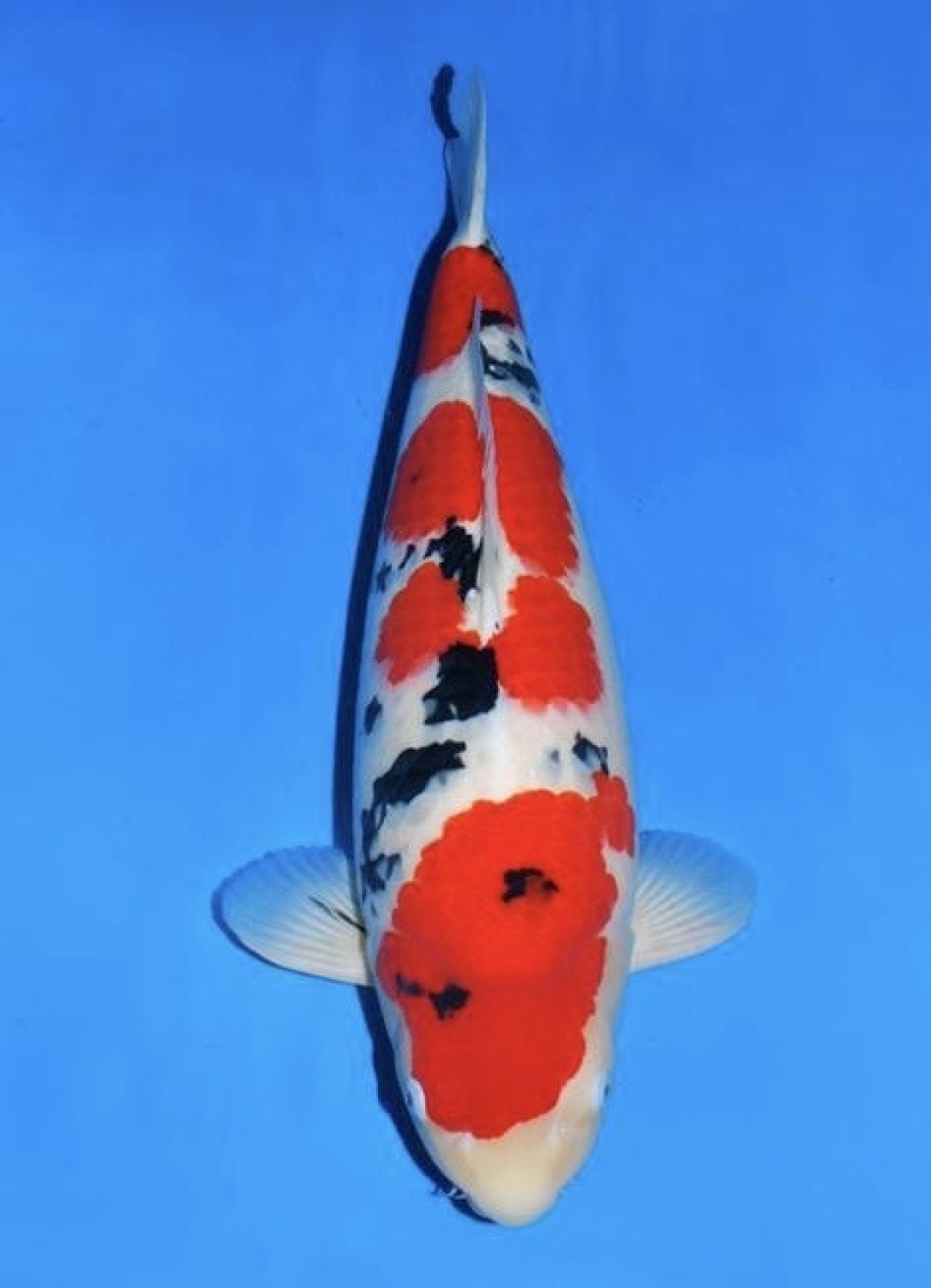 Juara 1