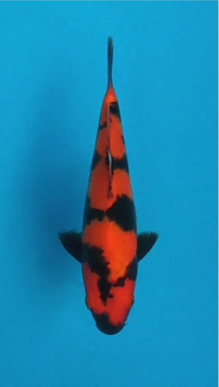 D. Cempaka Prize 16 - 20 cm