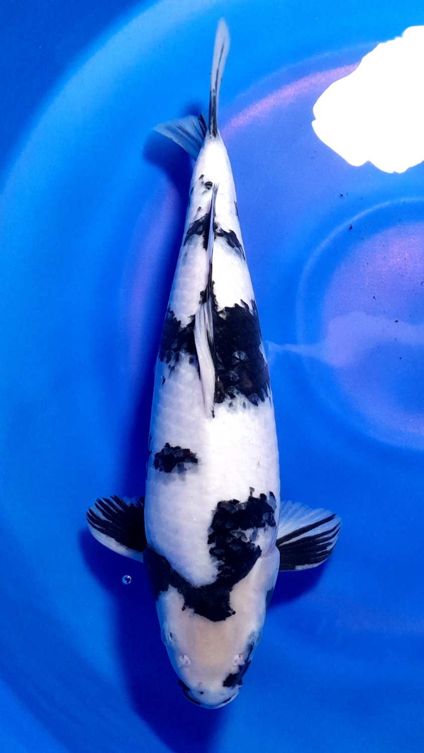 Juara 5