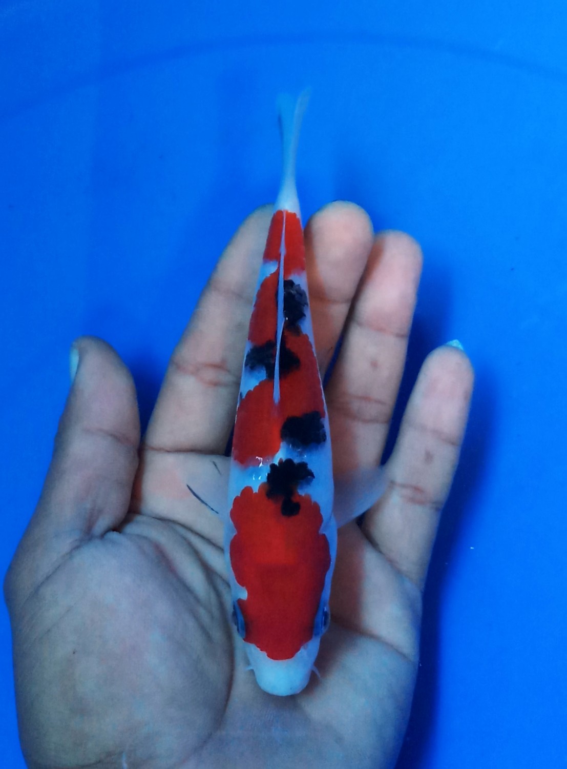 A. Best In Size 16 - 20 cm
