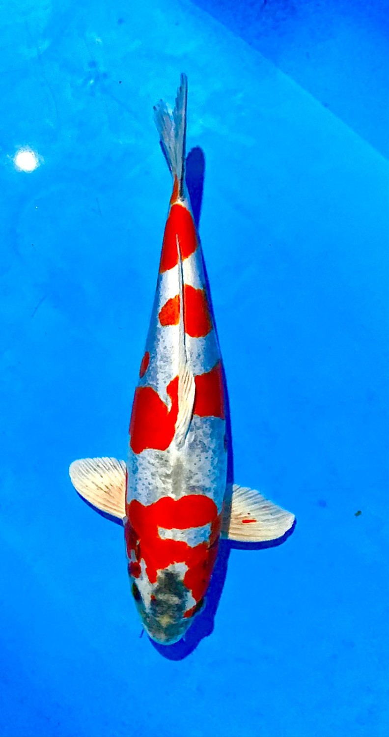 Juara 2