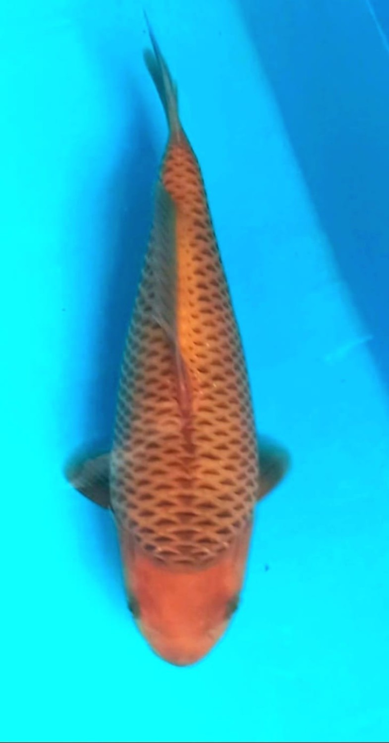 Juara 1