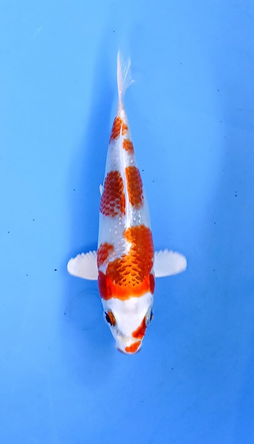 Juara 1