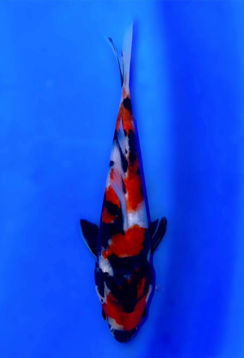 Juara 5