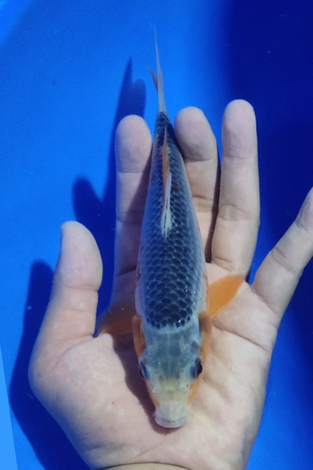 Juara 5