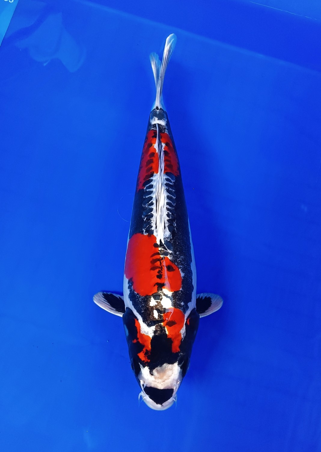 C. Anggrek Baby Champion