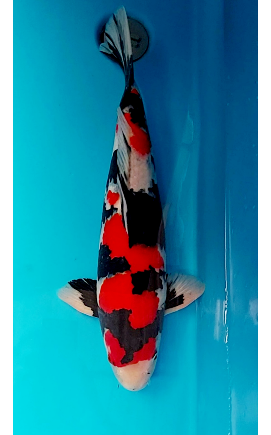 Juara 1