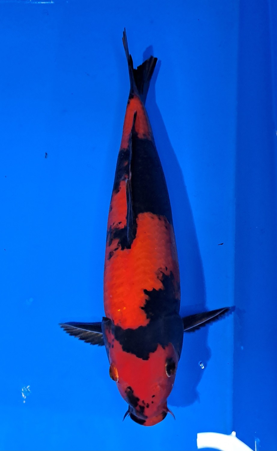 Juara 1