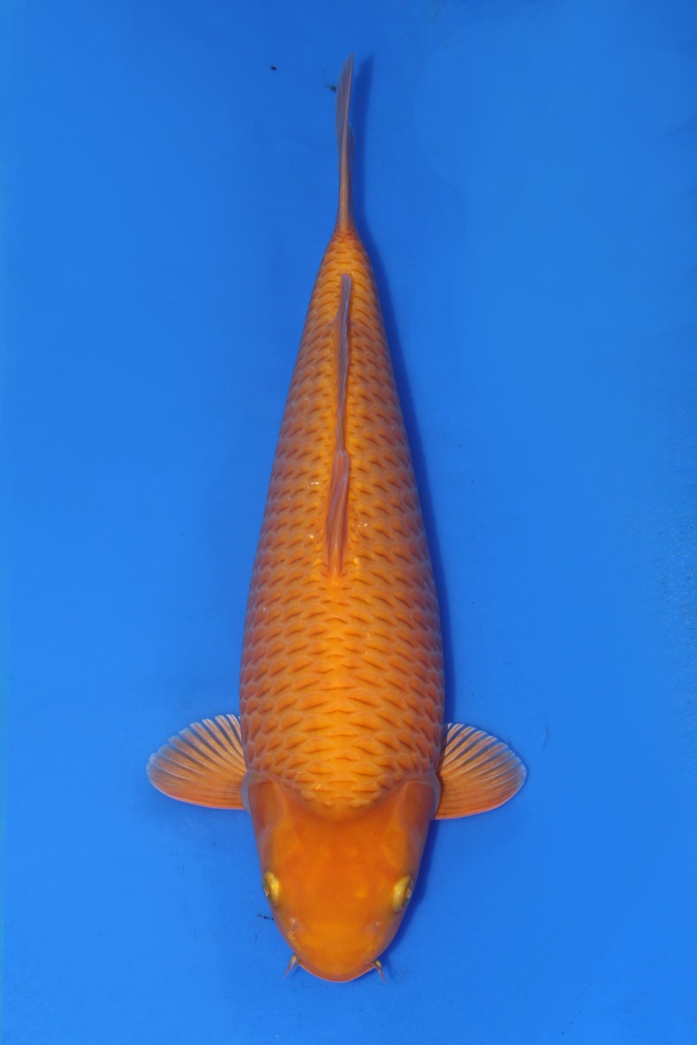 Juara 3