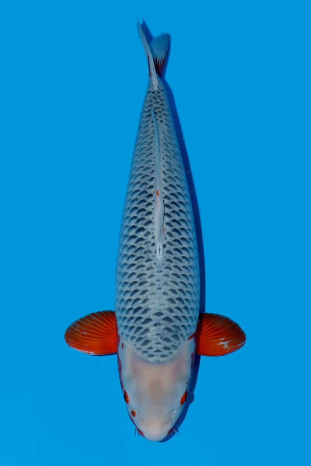 D. Cempaka Jumbo Champion