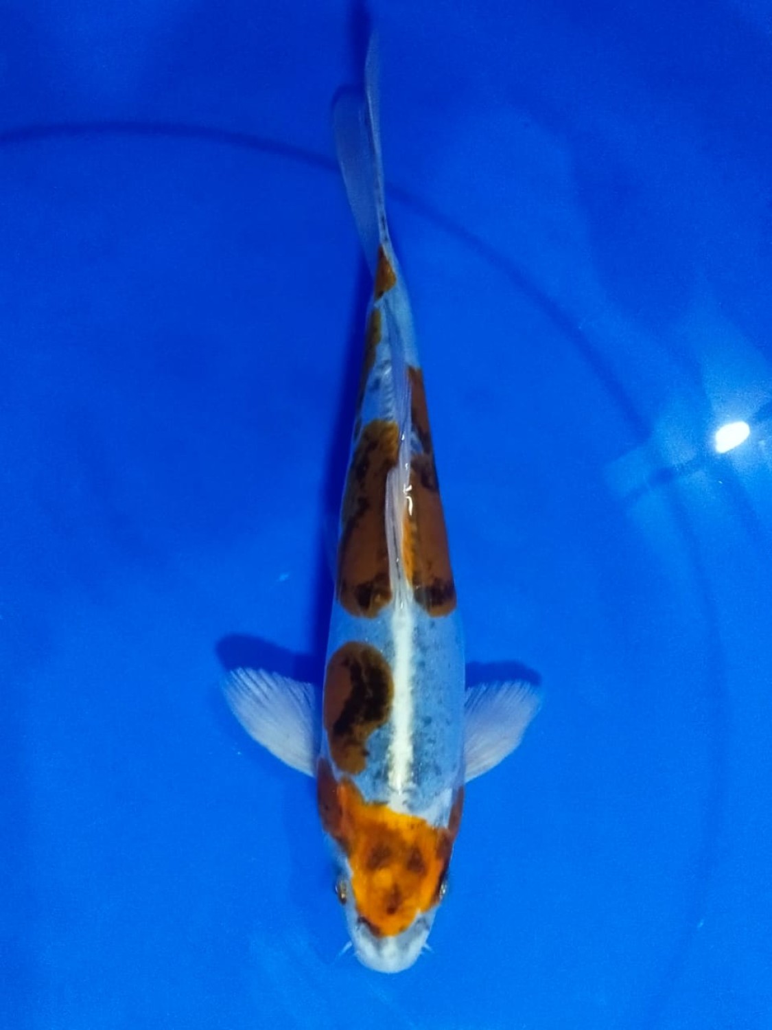 Juara 1