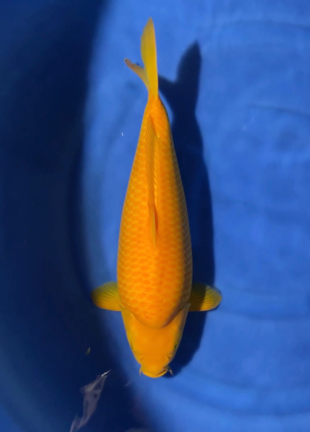 E. Kamboja Prize 41 - 45 cm
