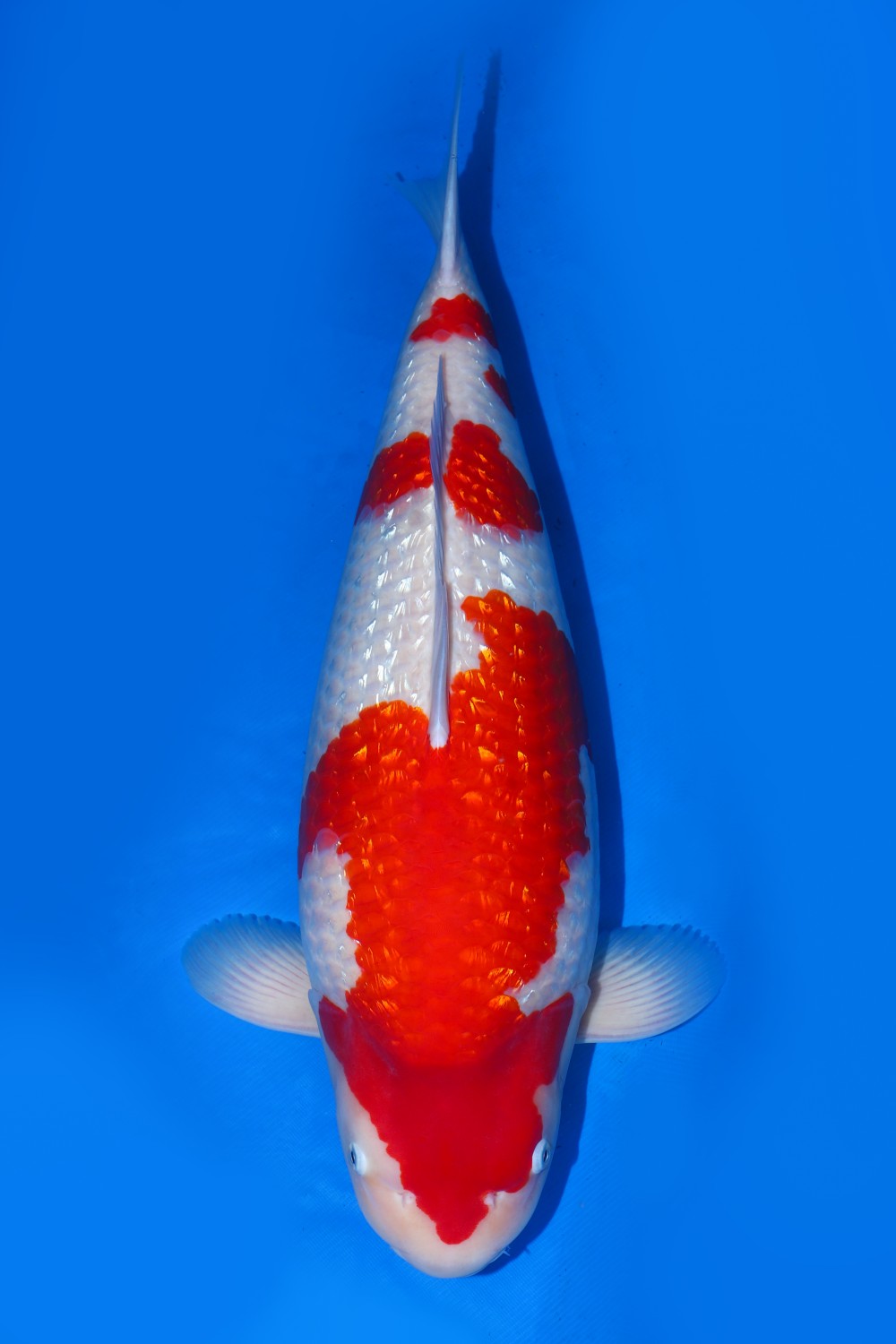 Juara 1