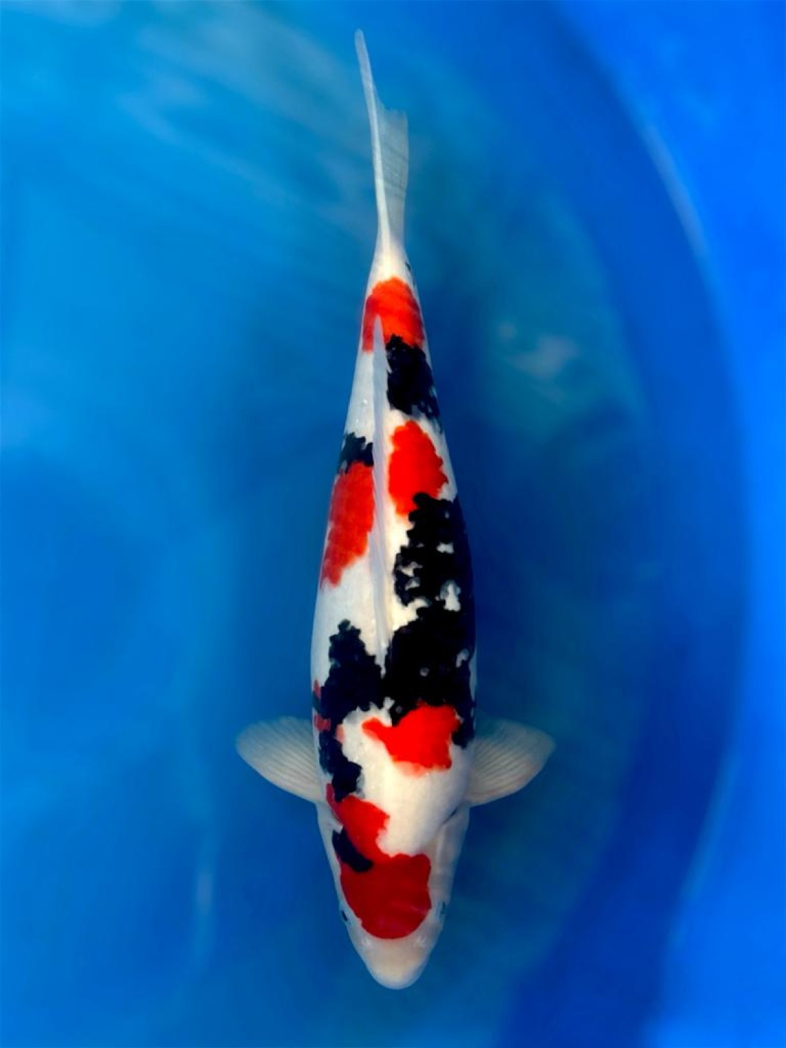 A. Junior Champion