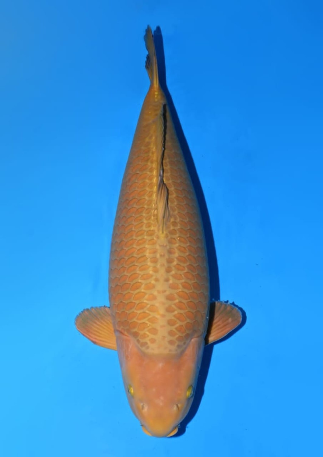 Juara 1