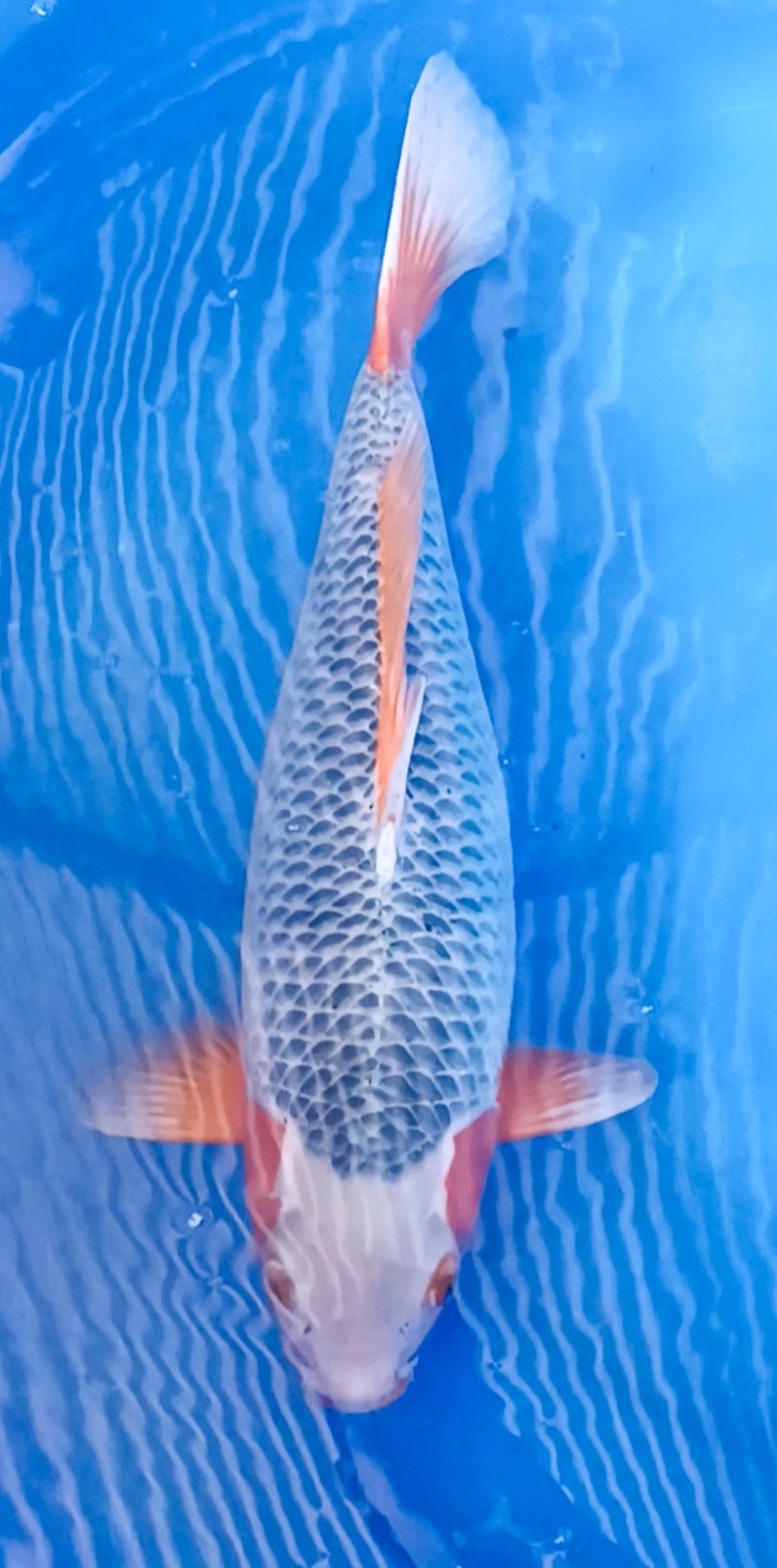 Juara 2