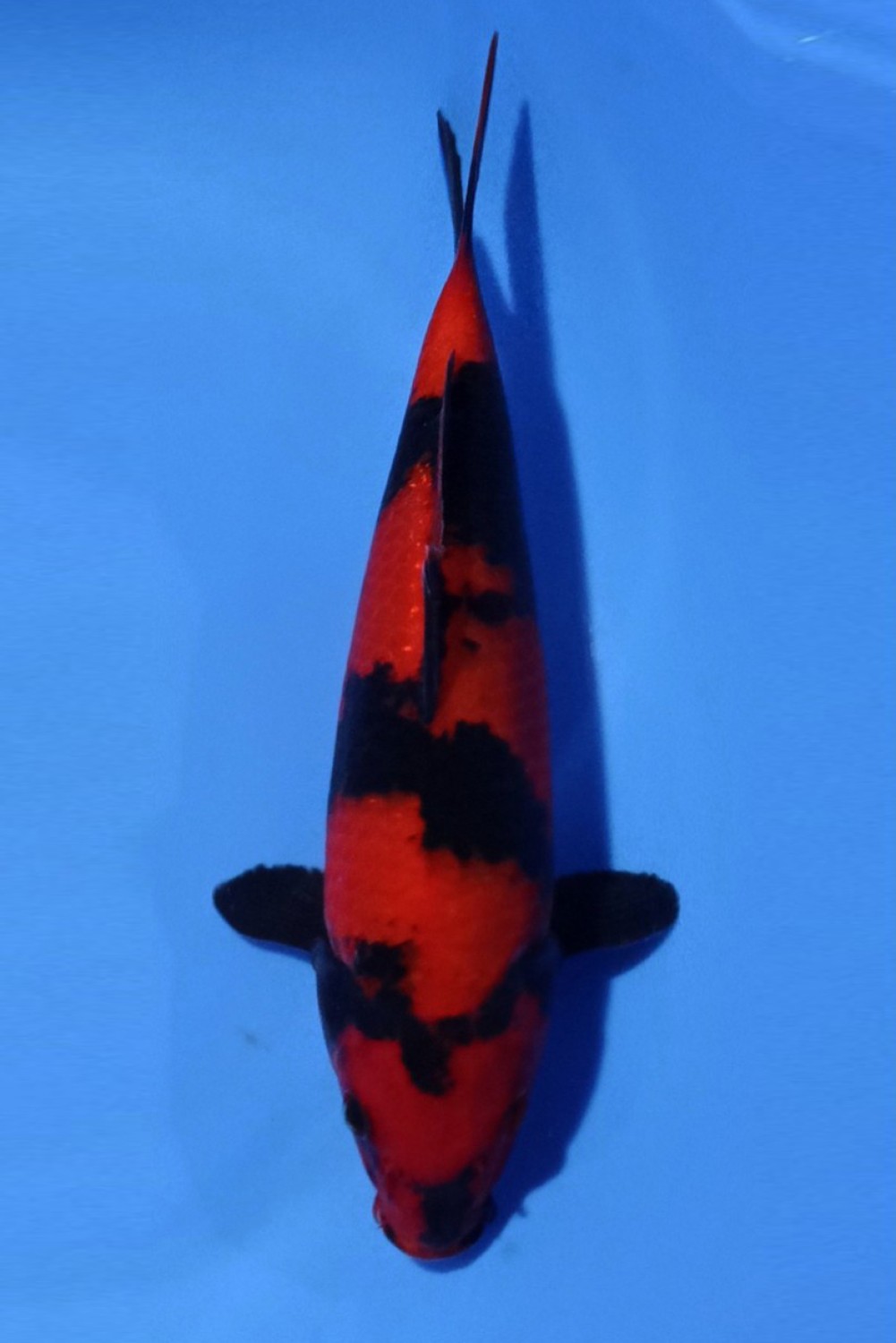 Juara 2