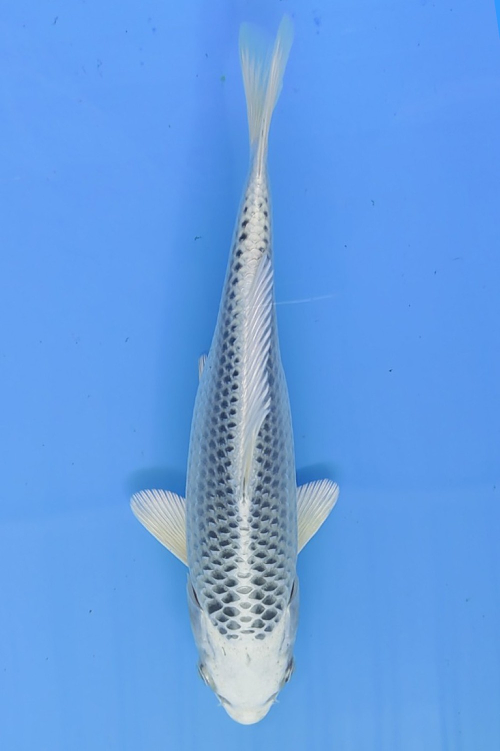 Juara 5