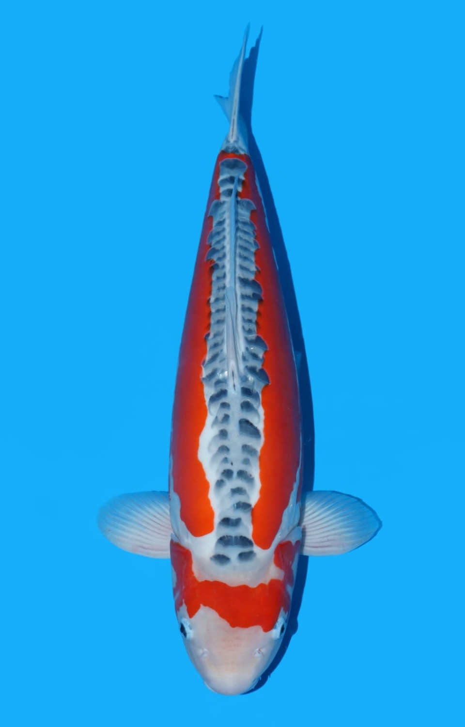 Juara 1