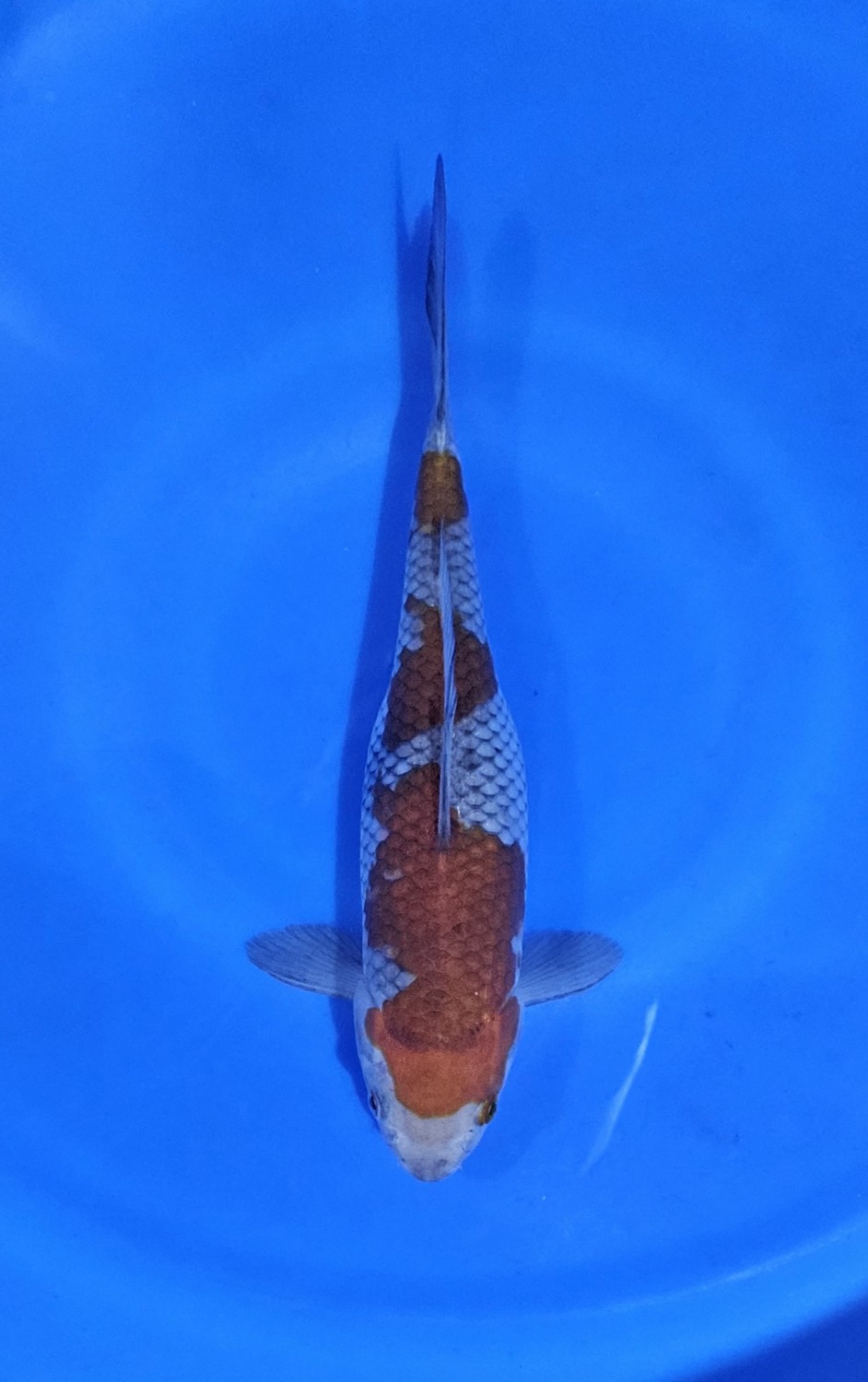 Juara 5