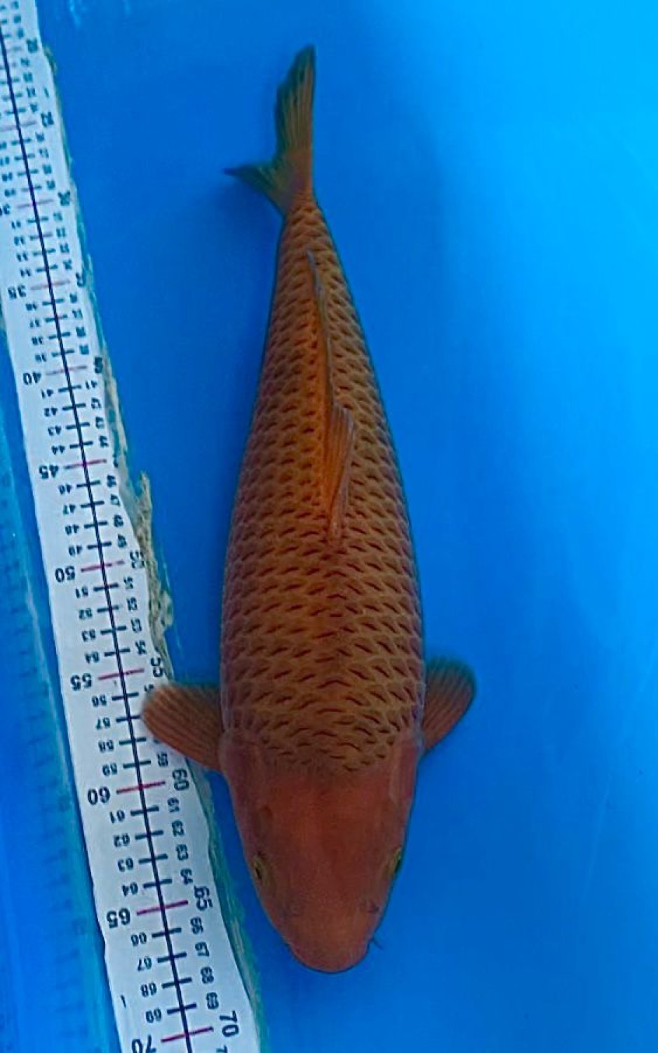 Juara 4