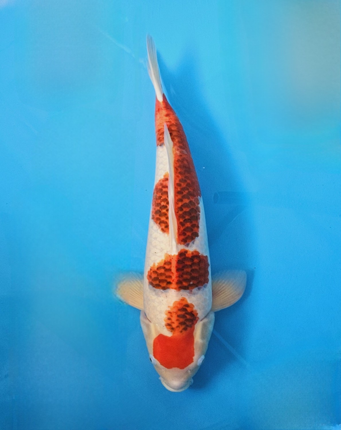 Juara 2