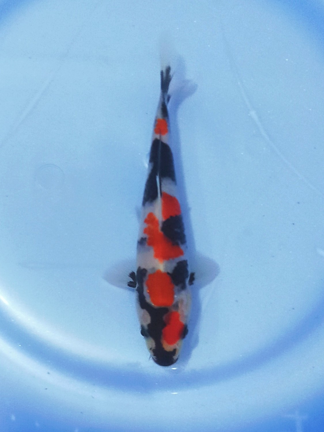Juara 1