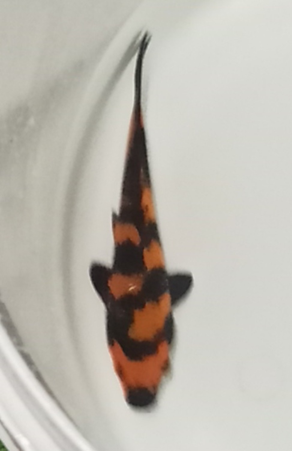 Juara 4