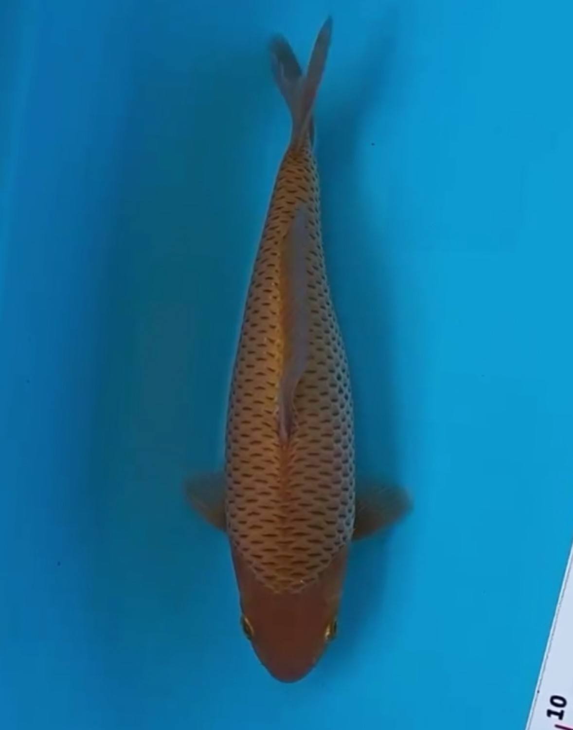 Juara 5