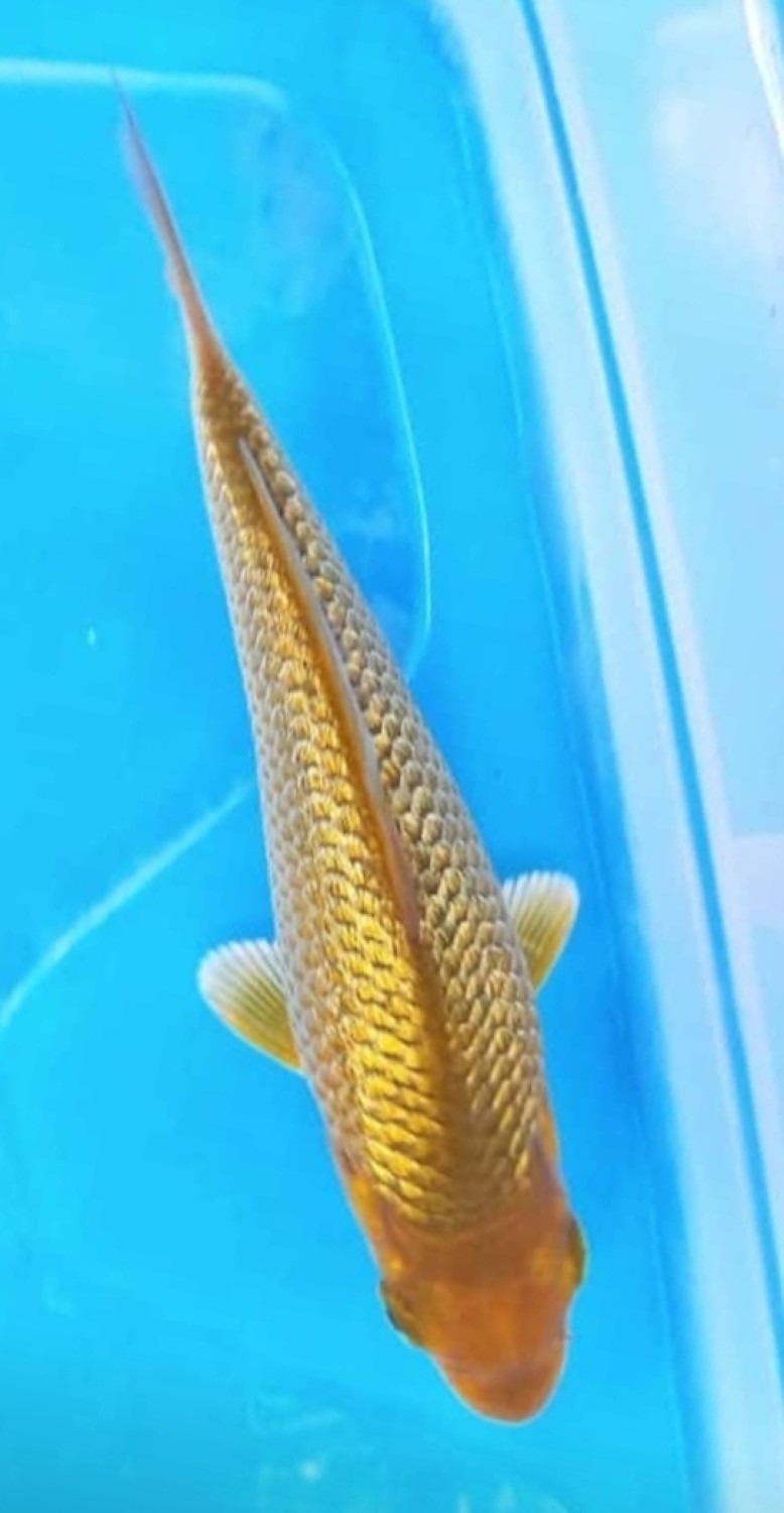 Juara 2