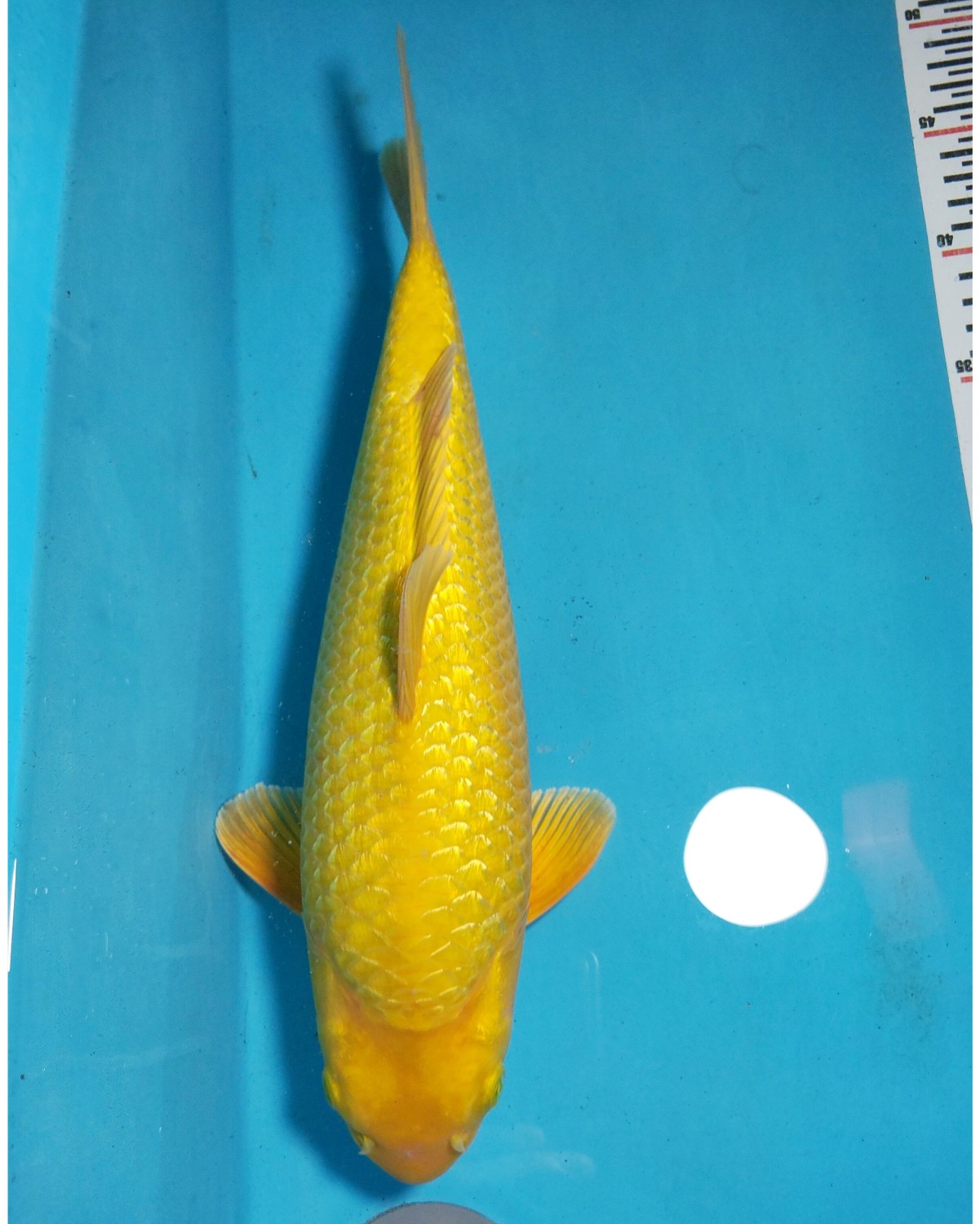 Best In Size E 41 - 45 cm