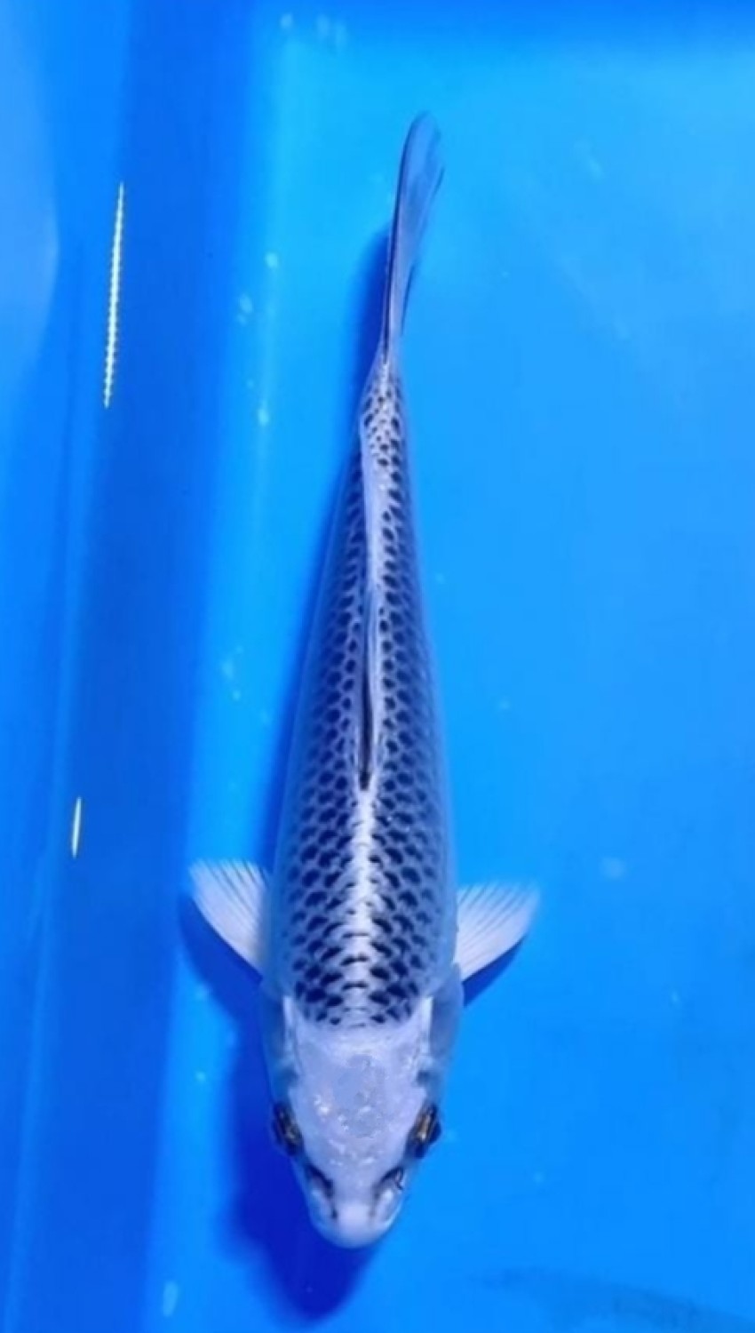 Juara 3