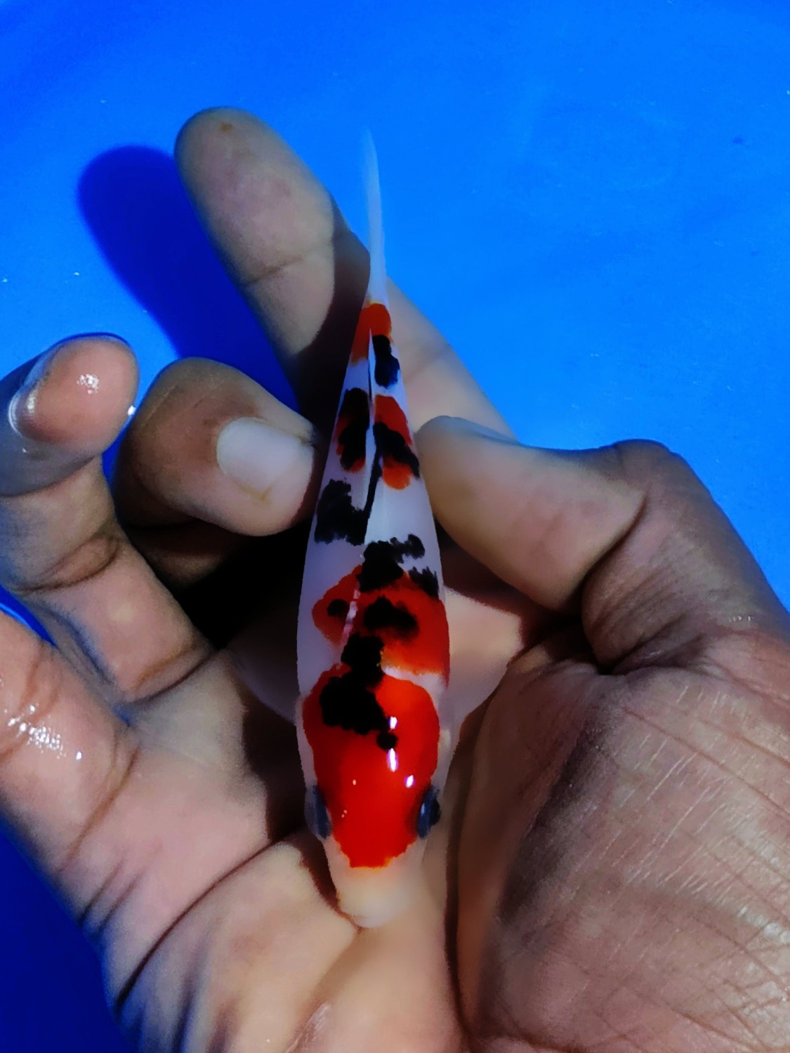 Juara 5