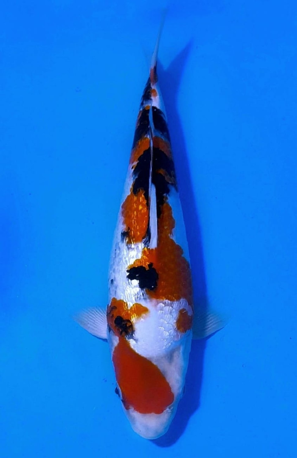 Juara 2