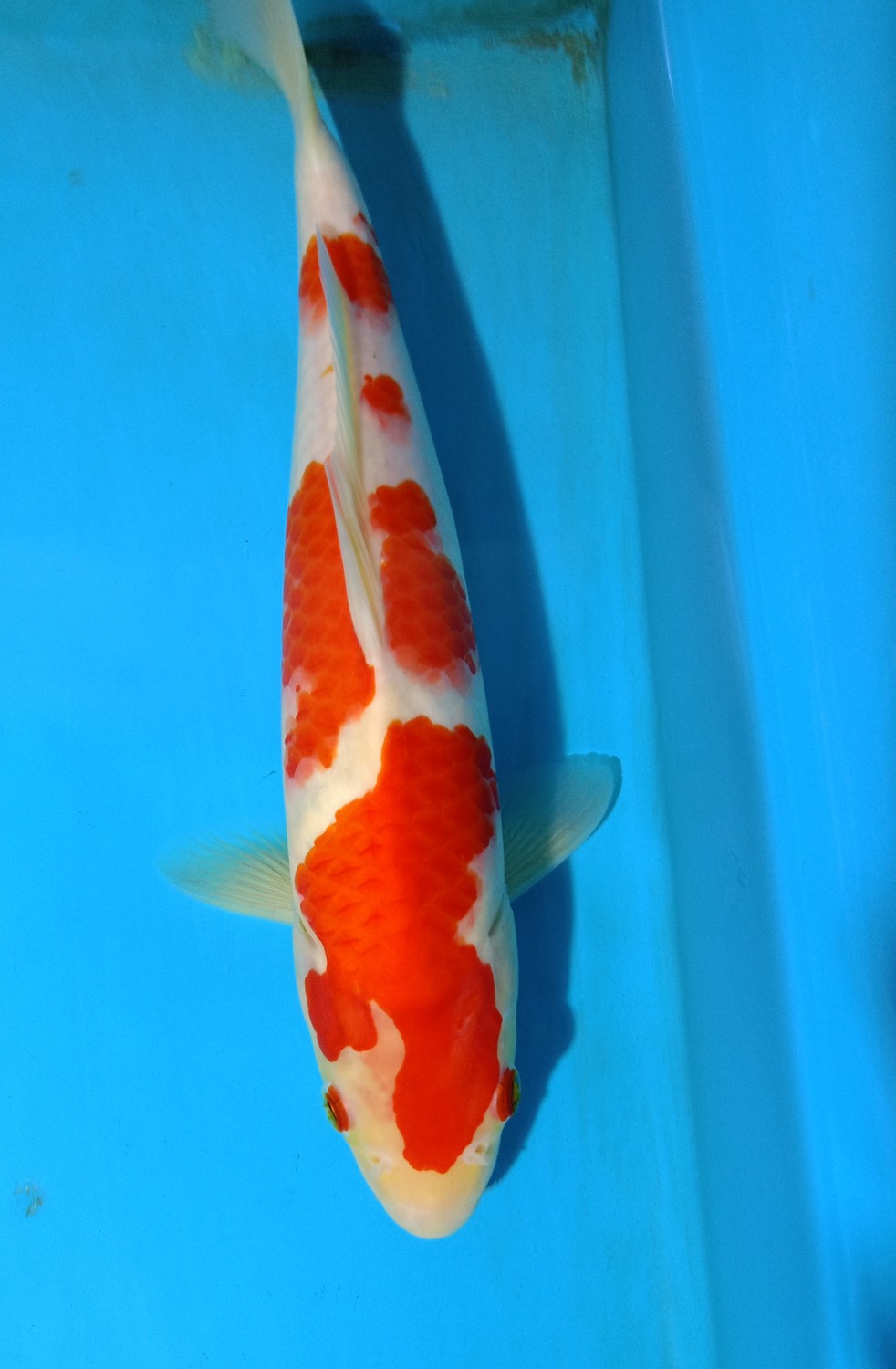 Juara 5