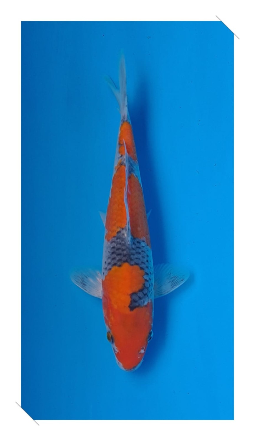 Juara 1