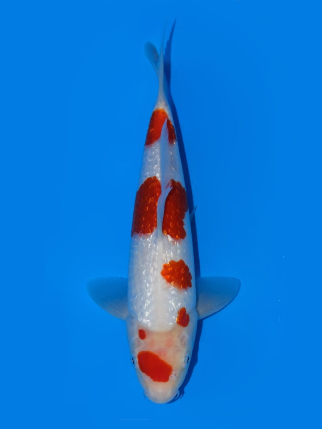 Juara 5