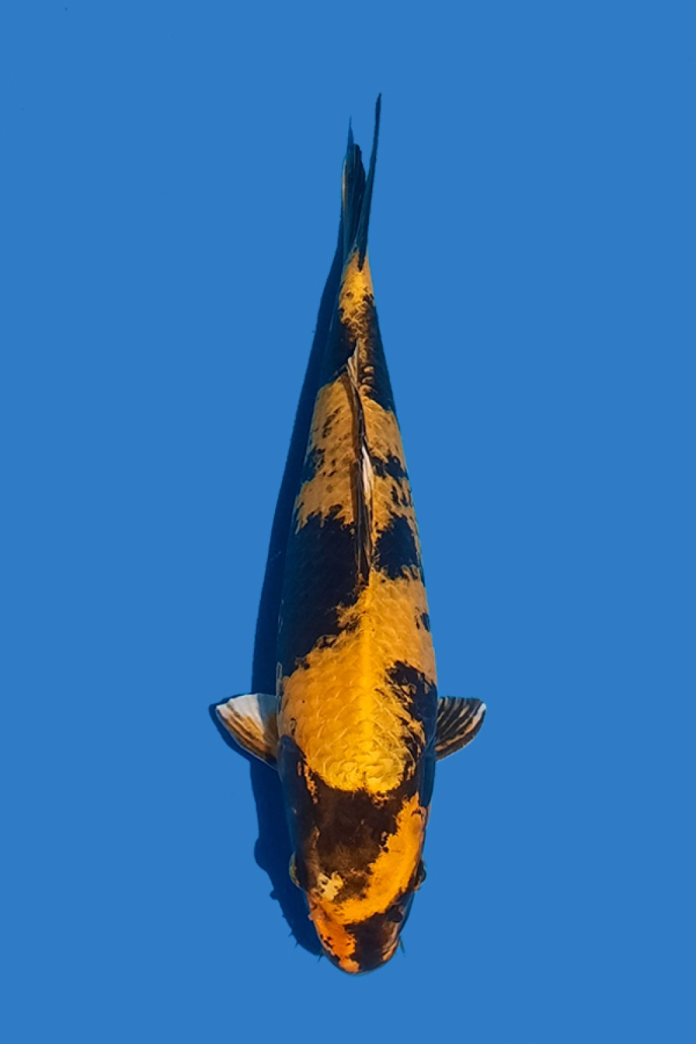 Juara 3