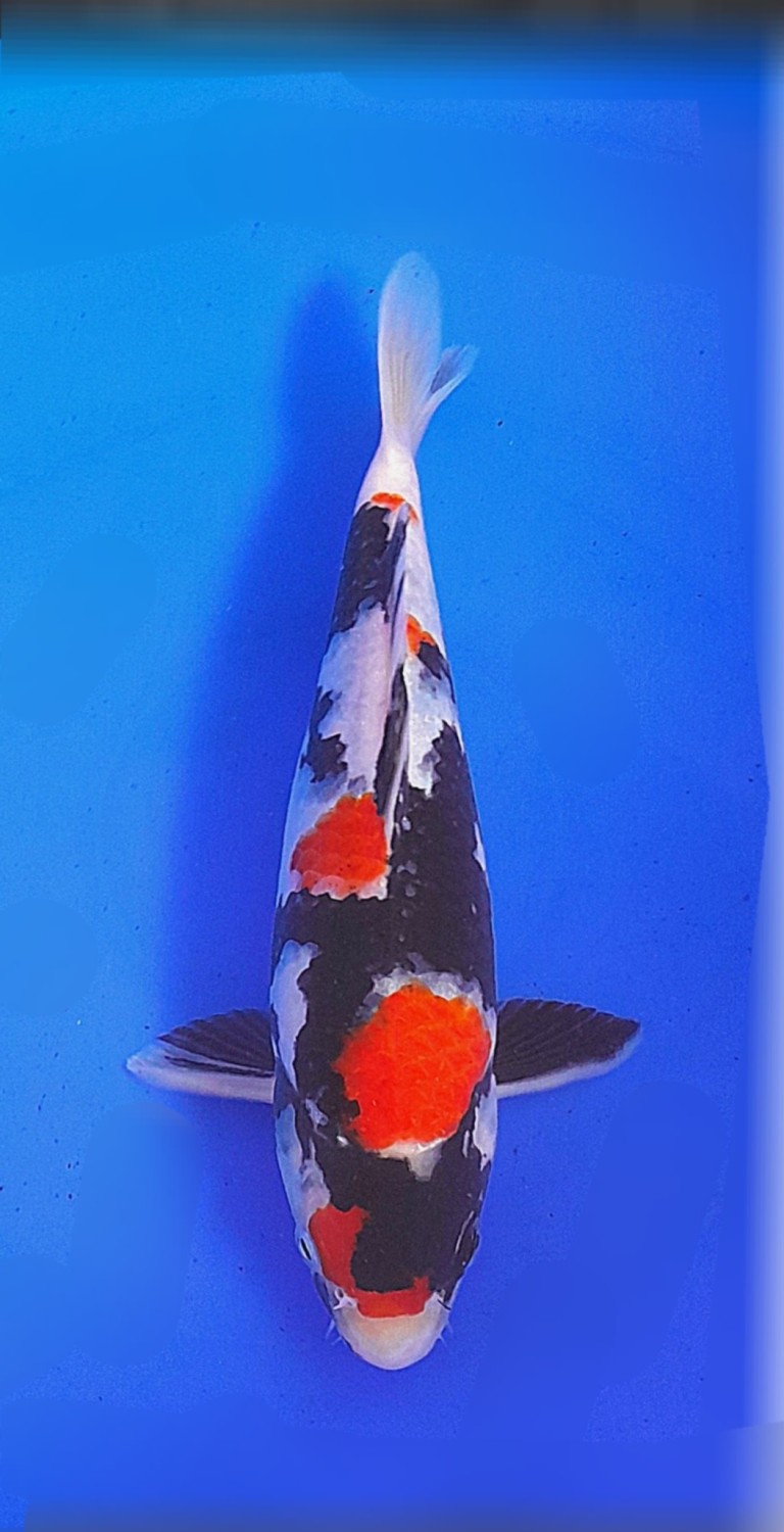 Juara 4