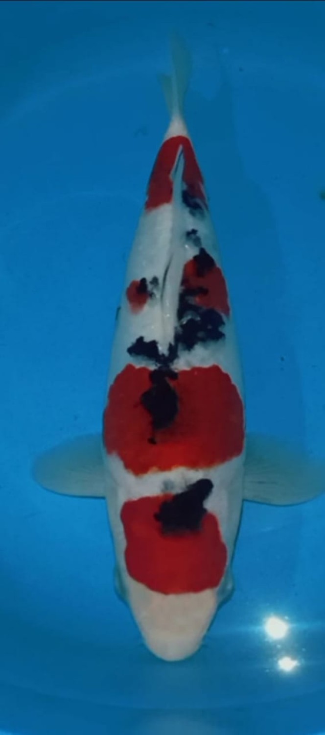 Juara 5