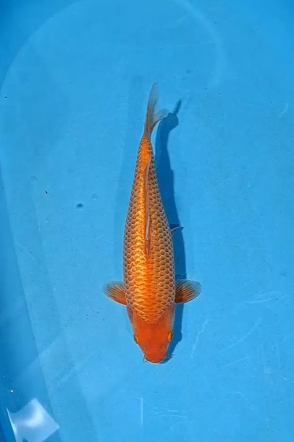 Juara 3