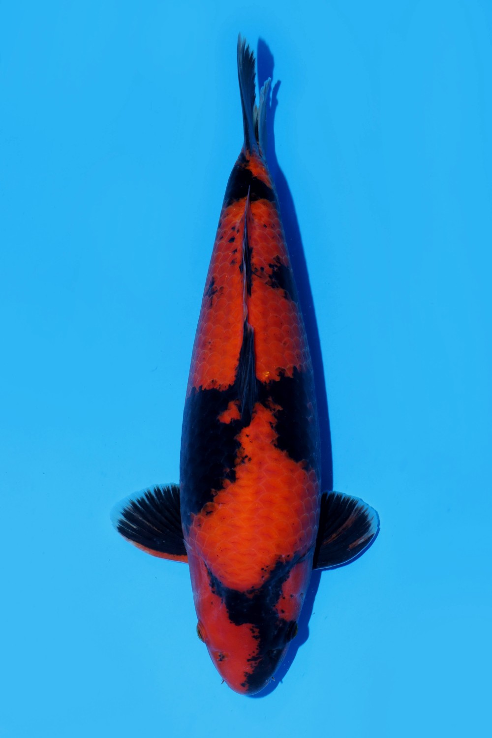 Juara 2