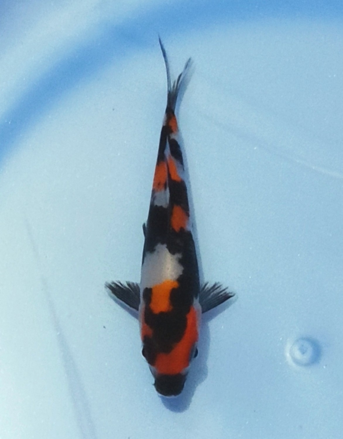 Juara 4