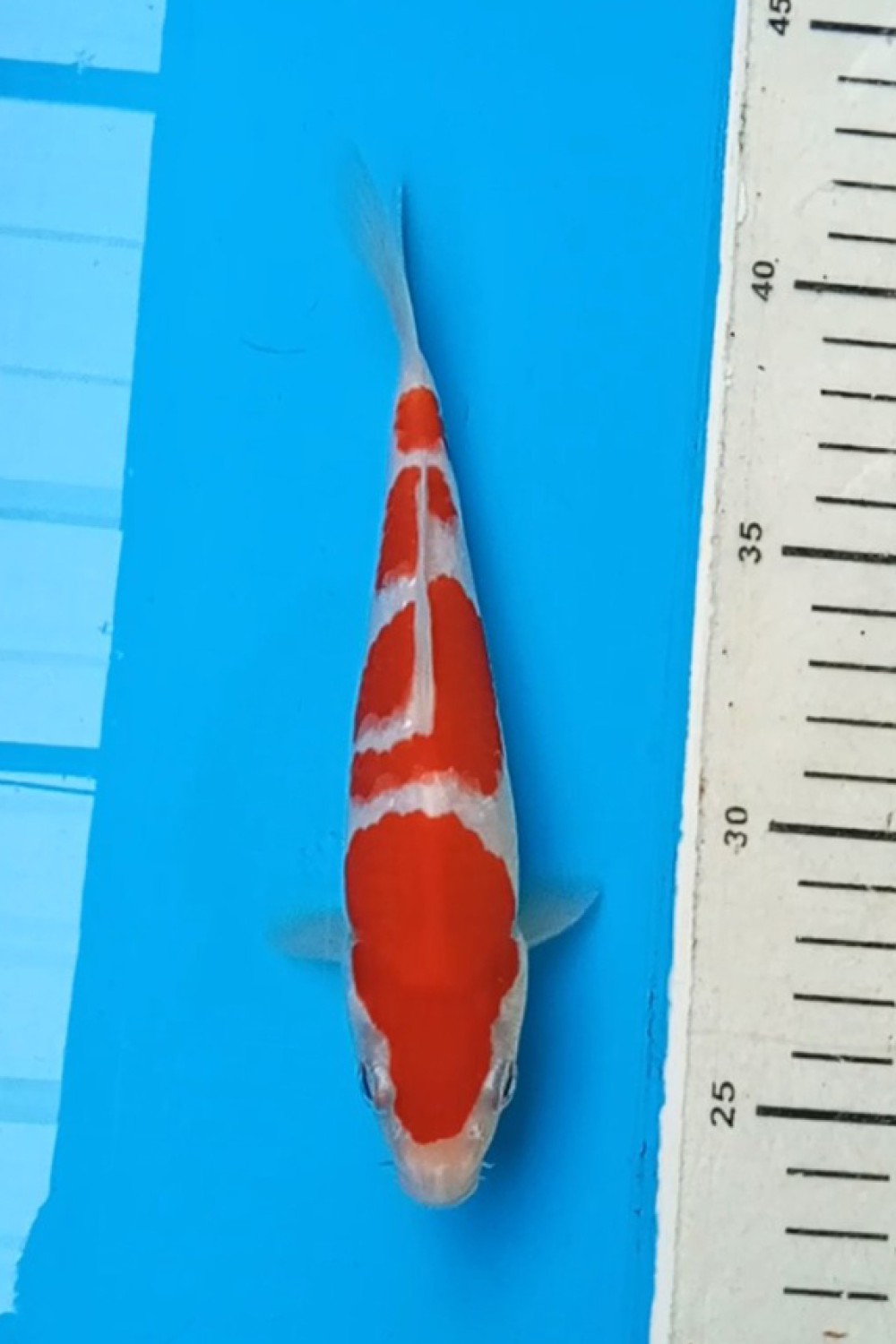 Best In Size A 16 - 20 cm