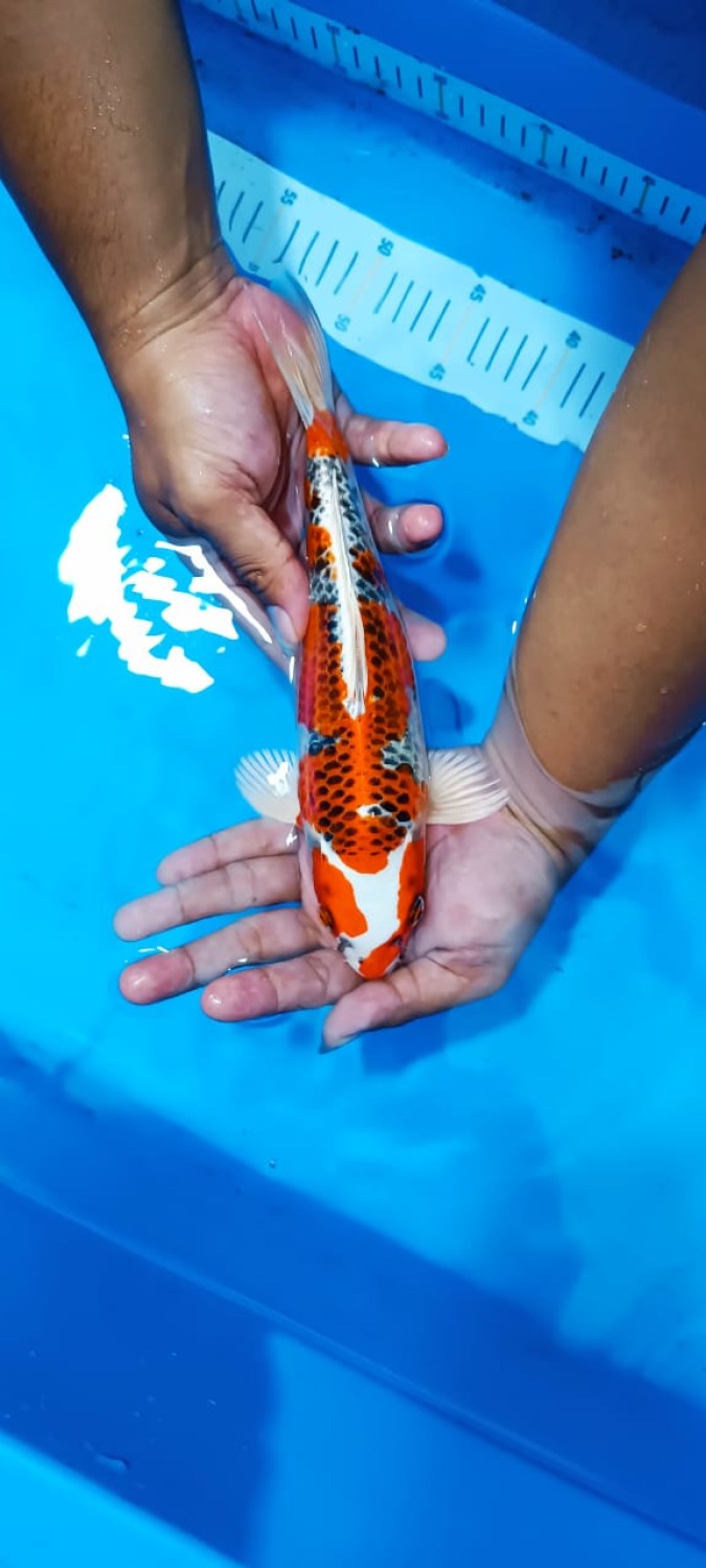Juara 1