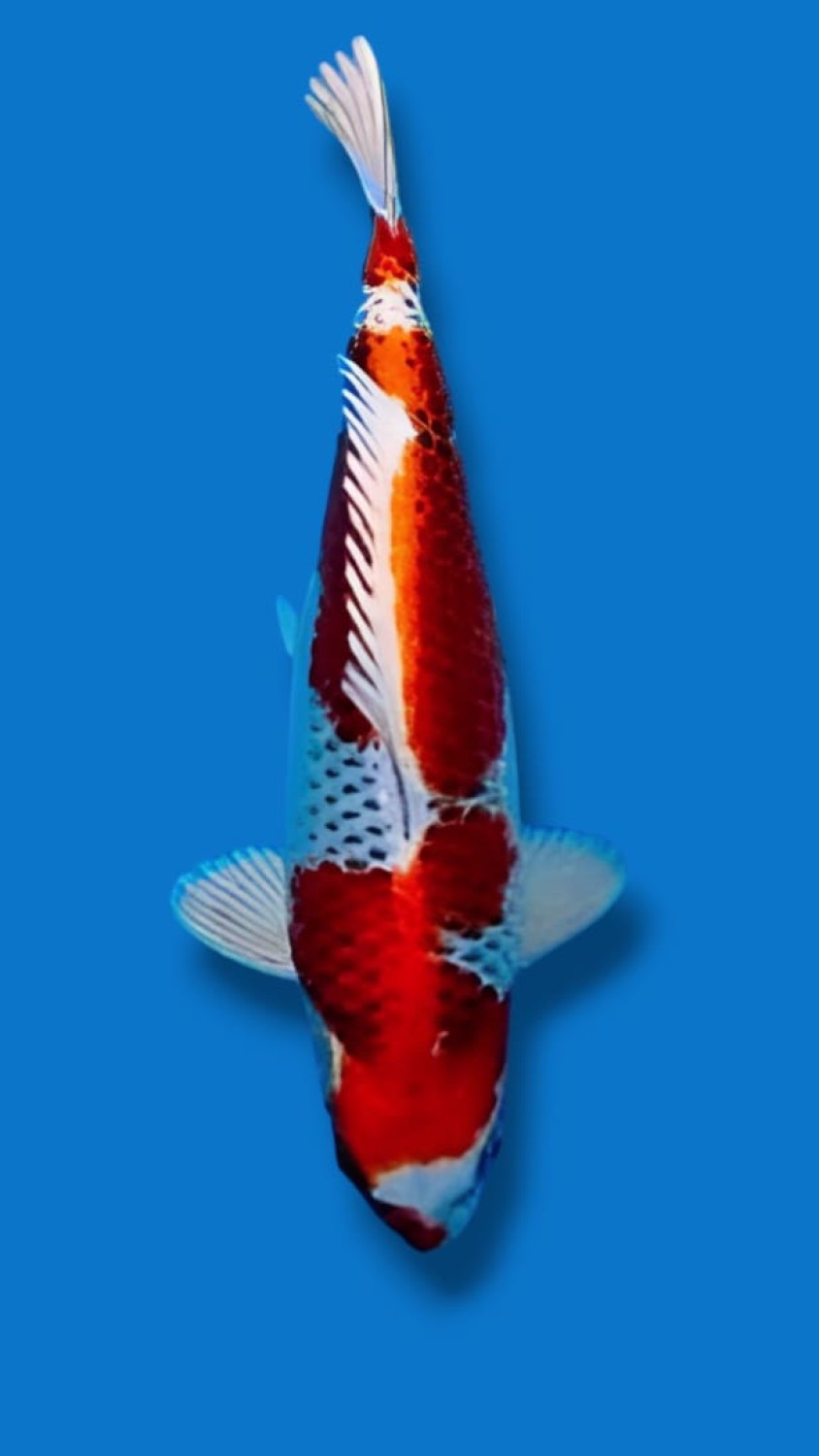 Juara 3
